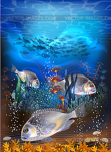 Подводная тропическая открытка с рыбкой Молли моллиенезия - векторная иллюстрация