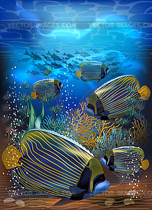 Underwater tropical card with Yellow and blue Angelfish - vector clip art