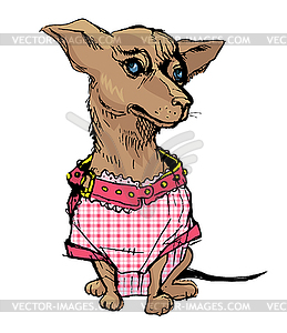 Cute small chihuahua dog wearing checkered pink - vector image