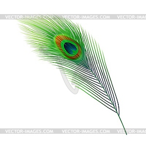 Peacock feather, green plume of peafowl bird tail - vector clip art
