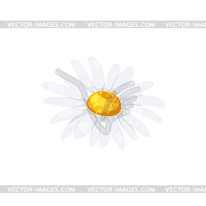 Daisy flower realistic blooming chamomile - vector clipart