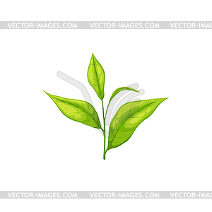 Листья зеленого или черного чая на стебле - векторный эскиз