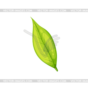 Tea leaf isolate black drink ingredient herb plant - royalty-free vector image