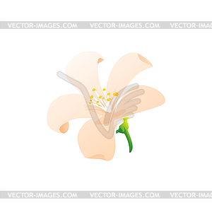 Jasmine pink flower herbal tea ingredient - vector clip art