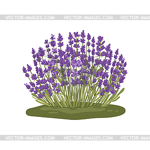 Растение лавандула кухонная трава цветочное растение - векторизованное изображение клипарта