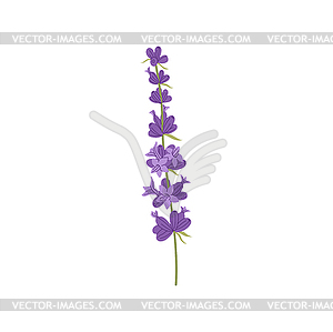 Цветочное украшение лаванда цветущий цветок трава - векторный эскиз