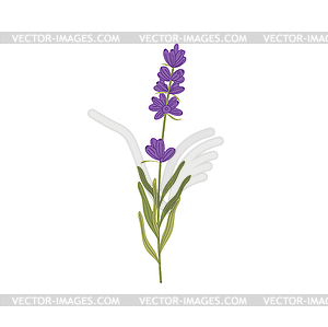 Lavender floral botanical flower with green leaves - royalty-free vector image