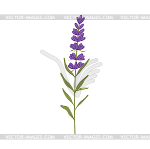 Floral blooming natural plant, botanical lavender - vector image