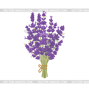 Aromatic lavender culinary herb flower bouquet - vector image
