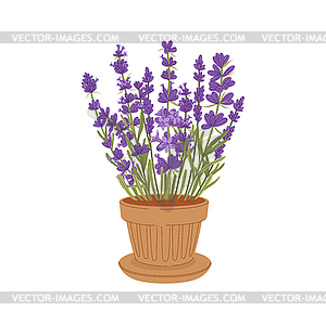 Lavender floral plants growing in flower pot - vector clipart