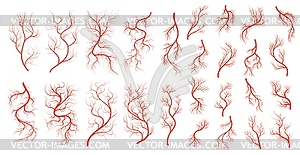 Red veins, human anatomy, blood artery collection - vector image