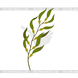 Ветвь подводного растения из морских водорослей - стоковый векторный клипарт