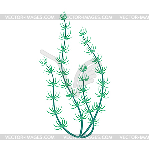 Underwater seaweed, aquatic flora green plant - vector image