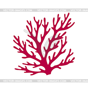 Hard coral, seaweed, aquatic underwater organism - vector clipart