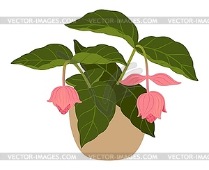 Medinilla magnifica potted green flowering plant - vector EPS clipart