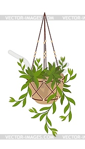 Hanging creeper plant pot flower - vector clipart