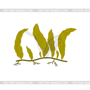 Soft seaweed green plant, aquatic underwater leaf - vector image