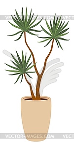Растение драцена в горшке, популярный комнатный цветок - стоковый клипарт