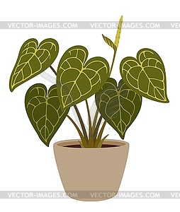 Alocasia plant, cartoon potted elephant ear - vector clip art