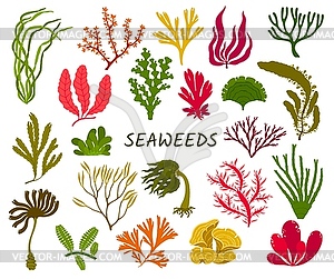 Underwater seaweed plants, sea algae set - vector image