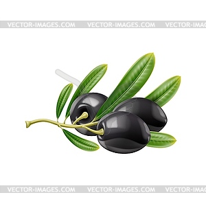 Realistic black olives branch and leaves - vector image