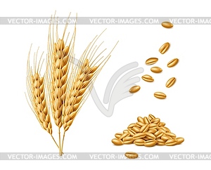 Реалистичные колосья пшеницы, овса и ячменя - изображение в векторном виде