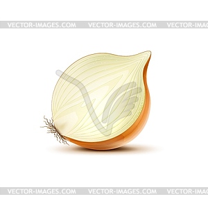 Realistic yellow raw onion vegetable half - vector clipart