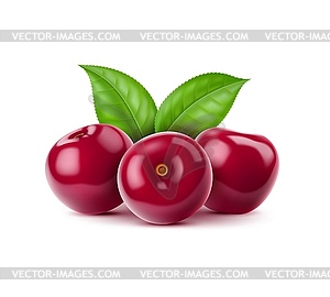 Realistic ripe raw cherry berry pile - vector clip art