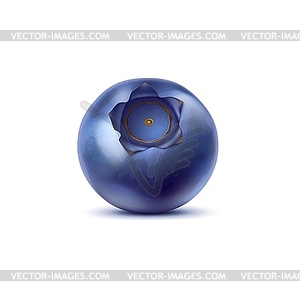 Realistic raw ripe blueberry or bilberry - vector clipart