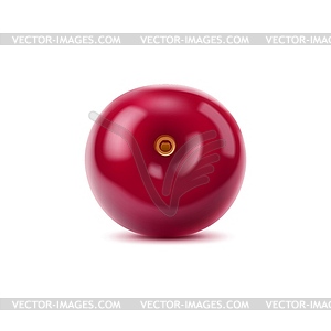 Realistic ripe, raw, juicy cherry berry - vector clipart