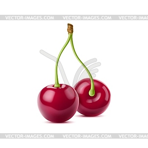 Realistic ripe raw cherry berry pair - vector image