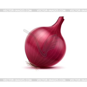 Realistic red raw onion, whole vegetable - vector clip art