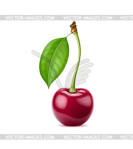 Realistic ripe raw cherry berry with leaf - vector image