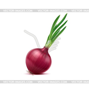 Realistic red raw onion, plant with green shoots - vector image