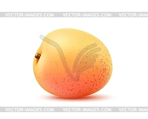 Realistic ripe apricot fruit summer treat - vector clipart