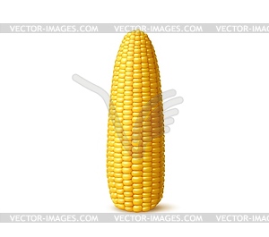 Realistic ripe sweet corn cob, yellow maize - vector clipart