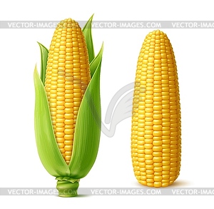 Realistic ripe sweet corn cobs with juicy kernels - vector clip art