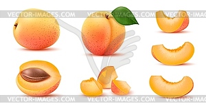 Реалистичные половинки спелых плодов абрикоса, целые и нарезанные ломтиками - изображение в векторе