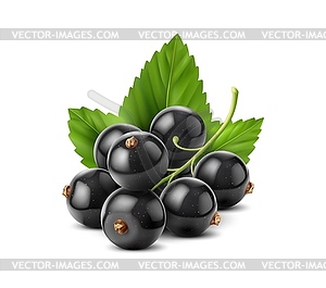 Realistic fresh black currant with glossy skin - vector image