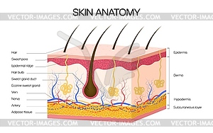 Human skin anatomy medical infographics - vector image