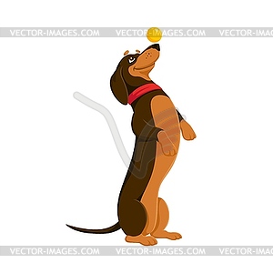 Cartoon dachshund dog or puppy funny character - vector clip art