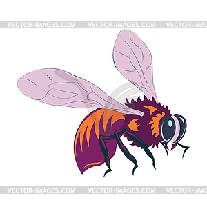 Honey bee - vector clipart