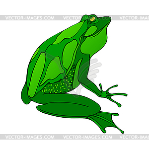 Bright green big frog drawing .  - vector clipart