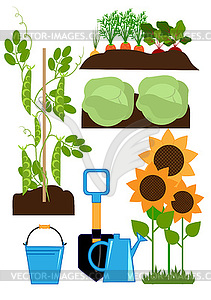 Vegetable garden bed - color vector clipart