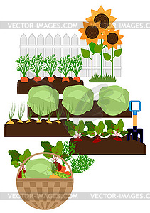 Vegetable garden bed - vector clip art