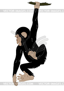 Cute monkey - vector clip art