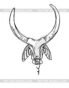 Head of Indian sacred cow zebu - vector clipart