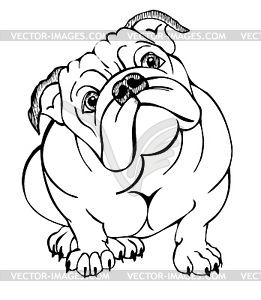 English bulldog, vector illustration - vector EPS clipart