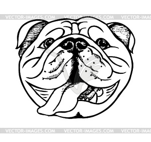 English bulldog, vector illustration - vector clipart