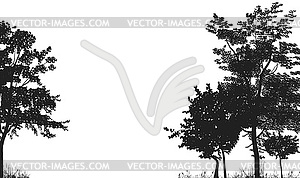 Silhouettes of trees in forest glade - vector image